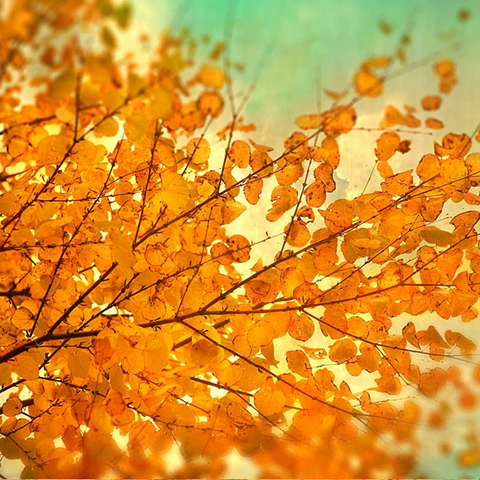 Fall photography autumn leaves