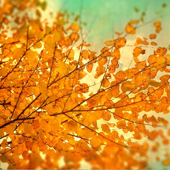 Fall photography autumn leaves