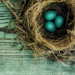 Nature Photography - natural history brown bird's nest on a sea of teal blue
