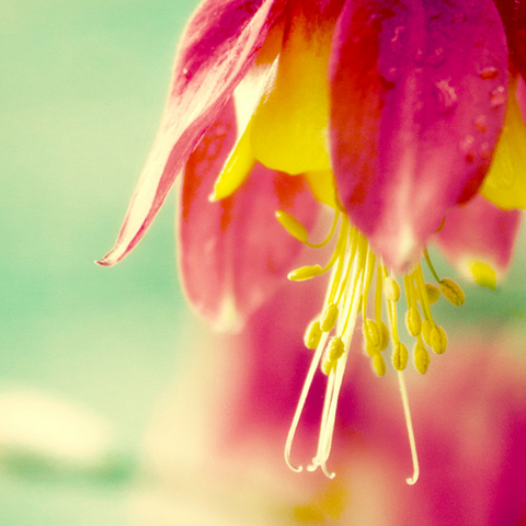 Drop 5x5" Fine Art Photography