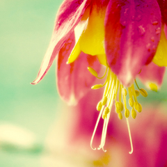 Drop 5x5" Fine Art Photography